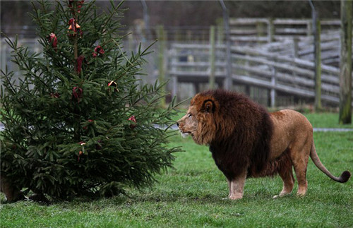 320名圣诞老人整体冲浪？？？八一八圣诞节奇闻趣事